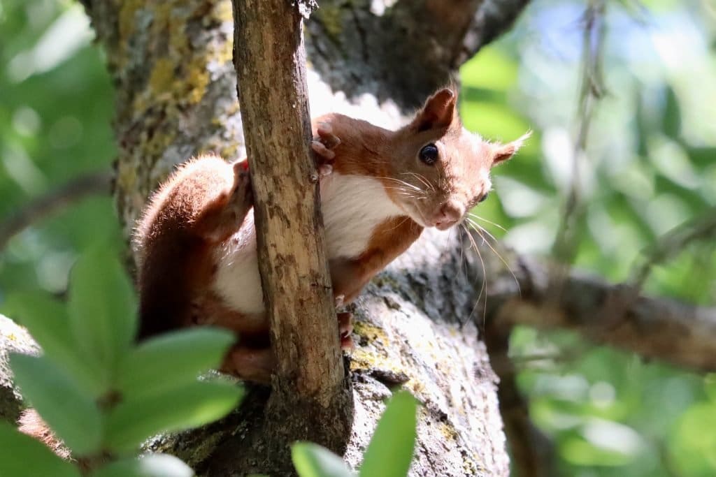 Squirel 1024x683