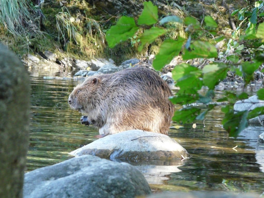 castor 3 1024x768
